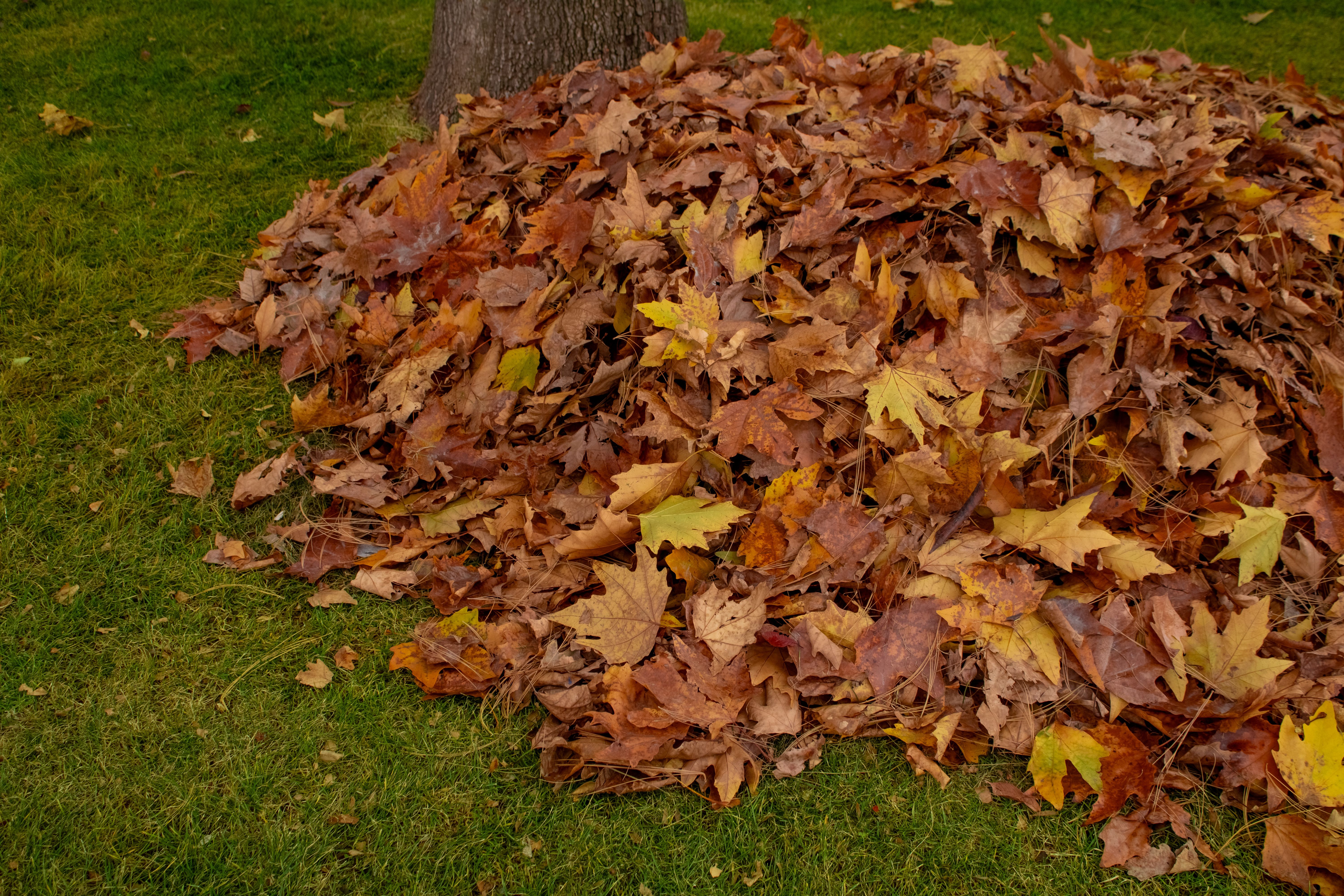 Leaves
