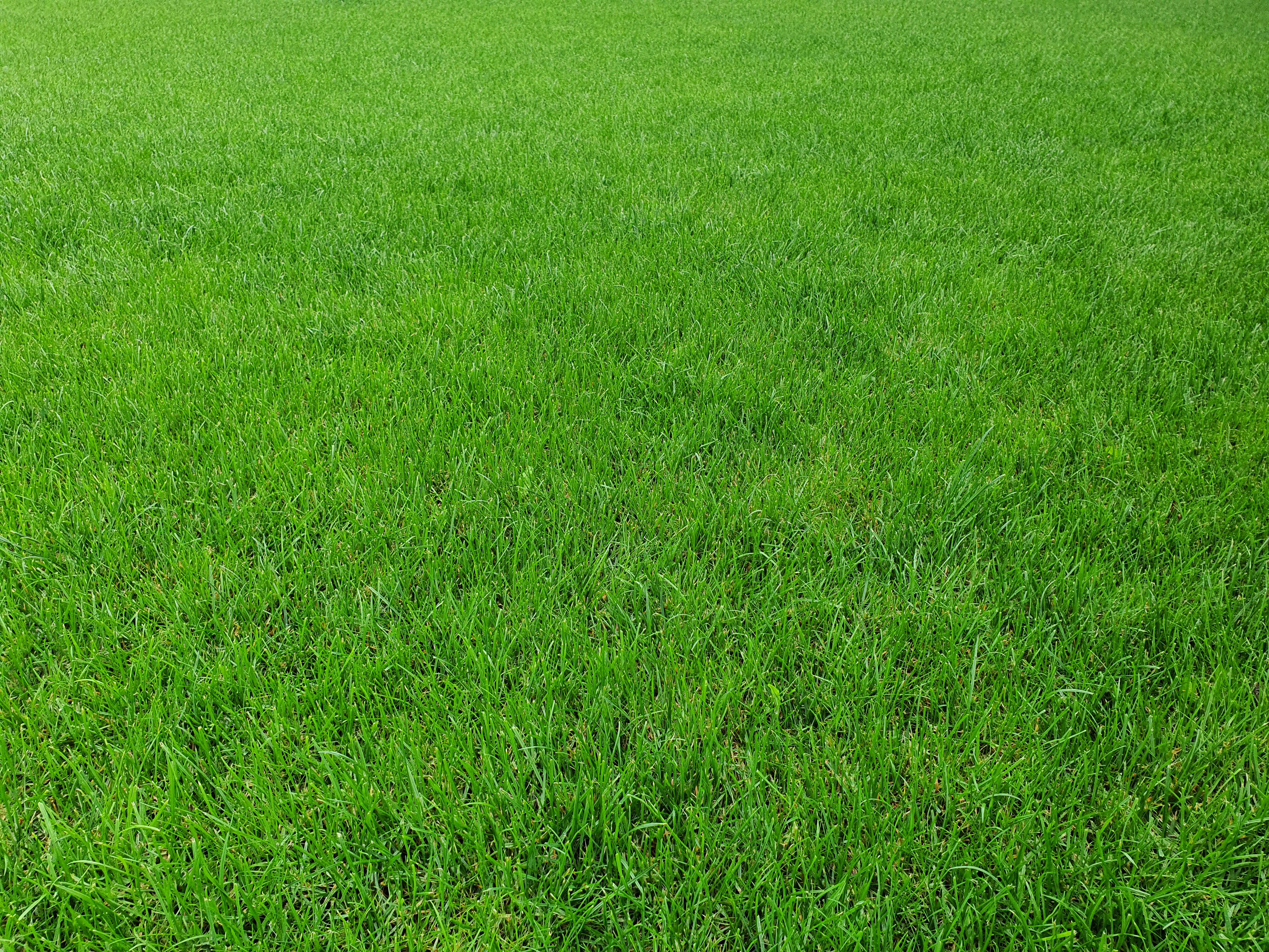Lawn Restoration